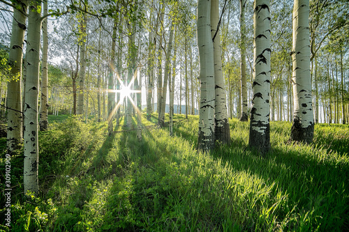 Spring Aspens near Telluride, CO