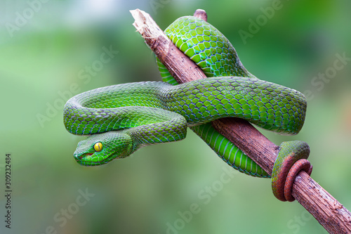 Large-eyed Pit Viper or Trimeresurus macrops, beautiful green snake coiling resting on tree branch with green background , Thailand.