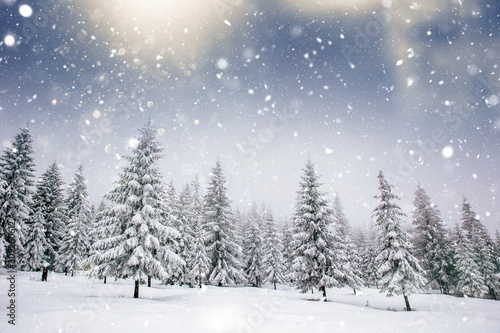 Scenic winter landscape with snowy fir trees. Winter postcard.