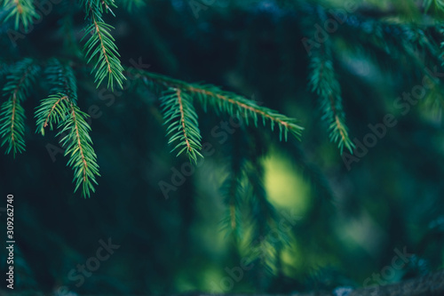 Dark green forest background of fir tree branches with lights. Festive background for Christmas and New Year decoration