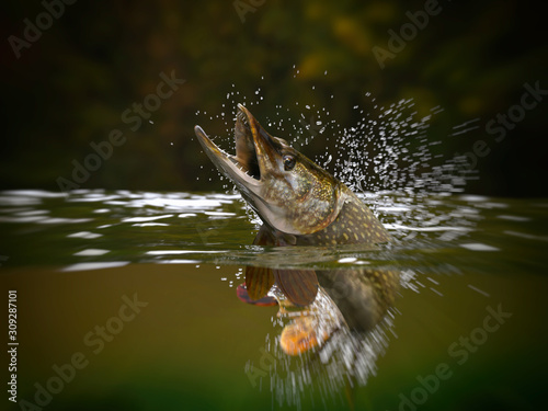 Northern Pike fish jumping in river halfwater view 3d realitstic render