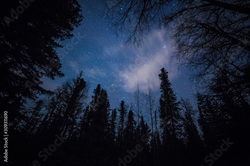 Forest against the night sky