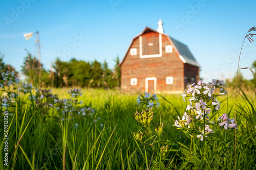 A Red barn on green grass in summer