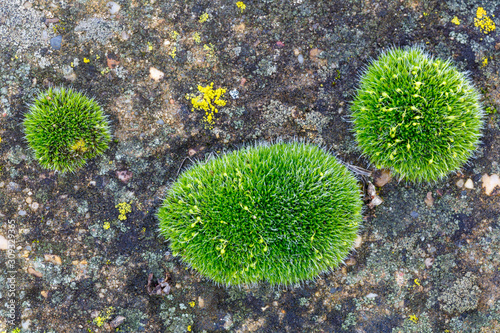 Musgo verde y diferentes líquenes sobre suelo artificial.