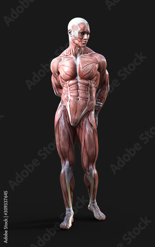 3D render of male figures pose with skin and muscle map on dark background with clipping path, Concept of between gods pose.