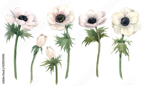 Beautiful watercolor floral set with isolated anemone flowers. Stock illustration.