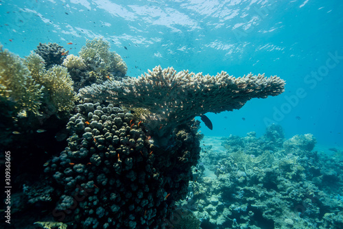 Table Coral of the Red Sea