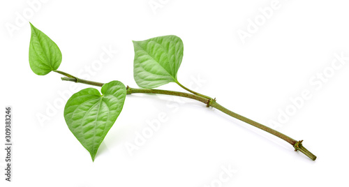 Green betel leaf isolated on the white background