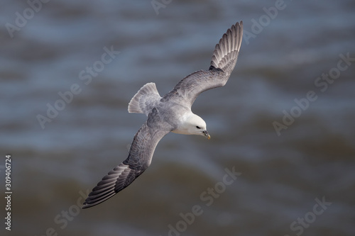 Fulmar Flying