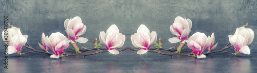 Beautiful blooming magnolia branch isolated on grey anthracite background panorama banner long
