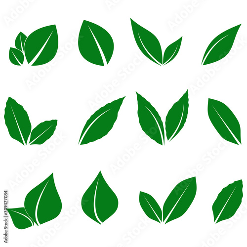 vector image of a green leaf