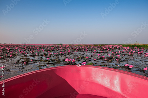 Pink boat in the Red and Pink Lotus Sea in Udonthani Thailand