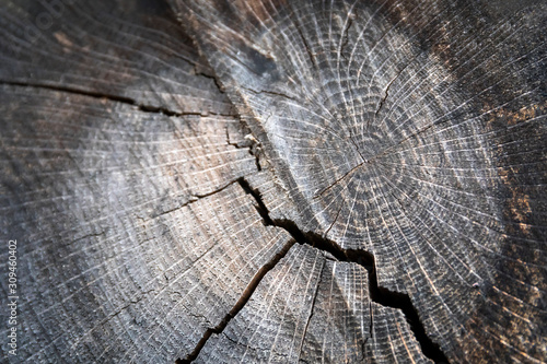 Close up of the section of a cut tree trunk.