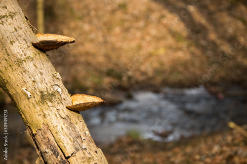 The parasite, the hub mushroom grows on an old tree in the forest.