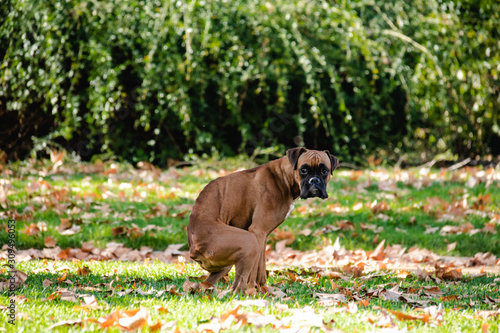 boxer poop, Dog in the park, Dog shit