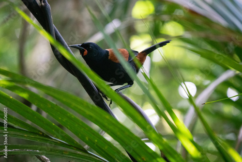 Saddleback bird in a forest in New Zealand 