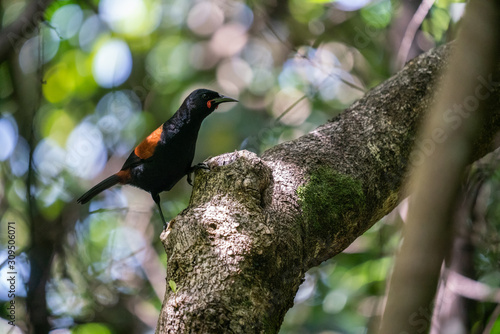 Saddleback bird in a forest in New Zealand 