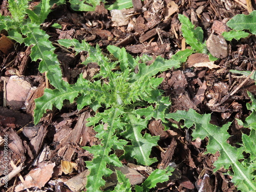 Canadian, creeping or field thistle