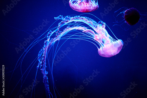 An elegant but dangerous jellyfish hovers in the weightlessness of the ocean. Beauty and danger.