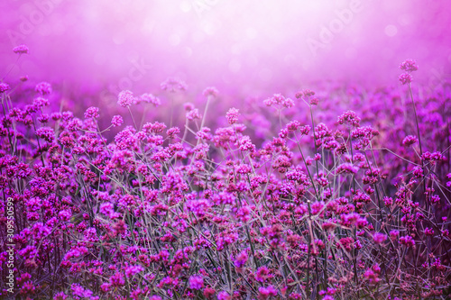 beautiful violet verbena flowers in mon jam chiang mai tour attraction in thailand