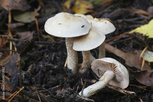 Hebeloma crustuliniforme, known as poisonpie or fairy cake mushroom