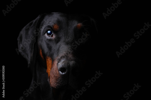Sinister Portrait of a dobermann staring at you from the darkness