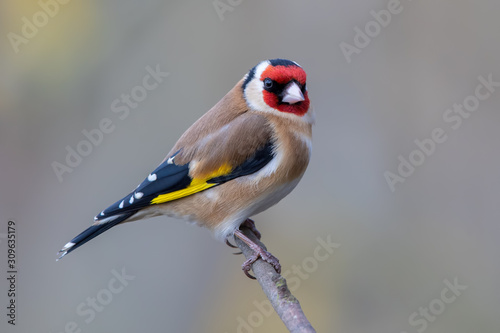 Goldfinched Perched