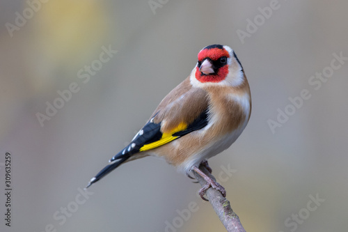 Goldfinched Perched