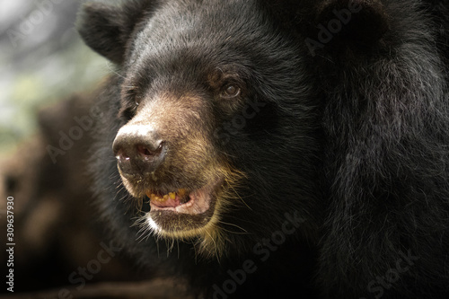 Asiatic black bear