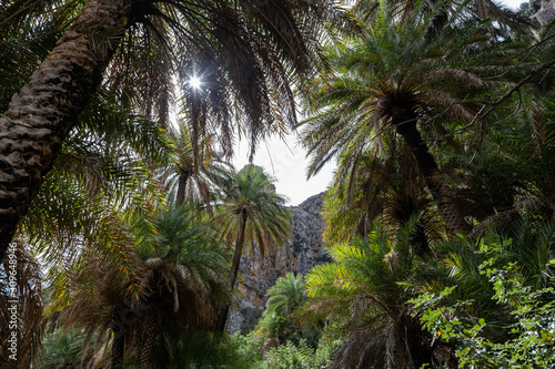 Palma silva in insula in Greece
