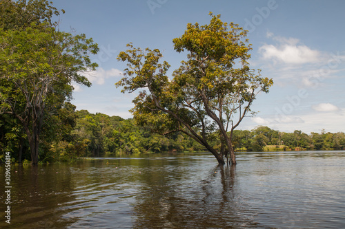 Forest under water in the Amazon region, Brazil, South America
