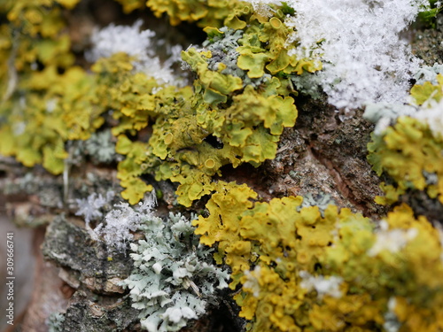 Green lush moss on a tree trunk covered with snow on a cloudy winter day.