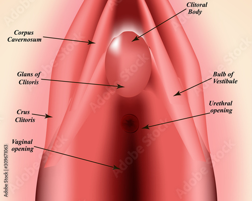 The structure of the vulva. The structure of the clitoris. Female genital organs. Hymen. Infographics. Vector illustration on isolated background.