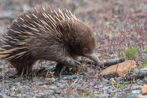 A very small echidna searching for ants in the Tasmanian highlands