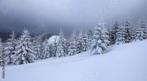 Cold winter morning. From the lawn, a panoramic view of the covered with frost trees in the snowdrifts, high mountain with snow white peaks. Location place Carpathian, Ukraine, Europe.