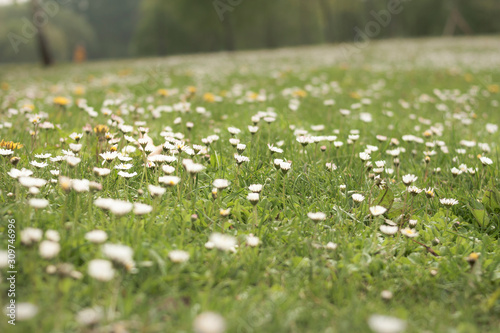 chamomile field. summer meadow with flowers