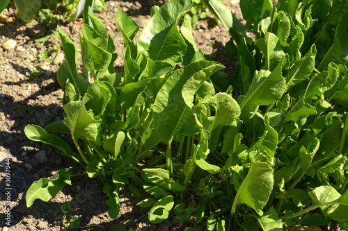 green and fresh foliage of the horseradish plant in spring sun, armoracia rusticana leaves in brown soil
