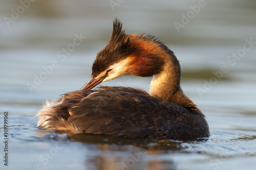 Perkoz dwuczuby (Podiceps cristatus)