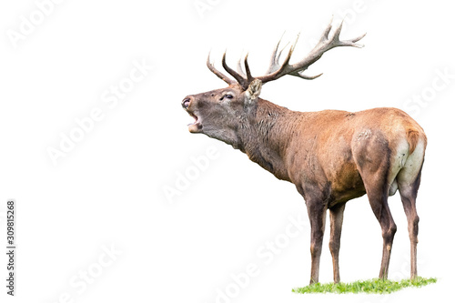 Red deer, cervus elaphus, stag with antlers roaring in mating season isolated on white background. Wild male mammal bellowing and challenging opponents. Majestic animal.