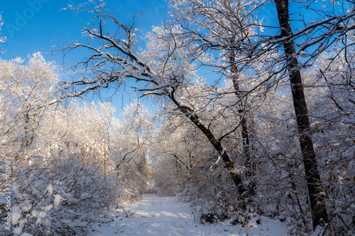 Snowy landscape of an oak forest in Hungary