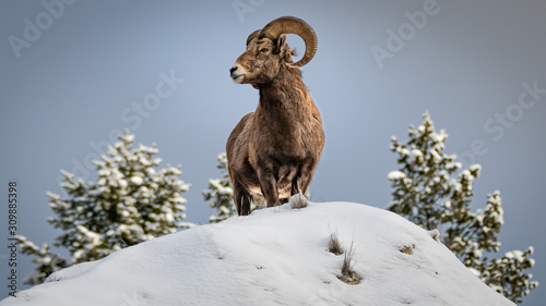 Bighorn sheep on top on a snow peak