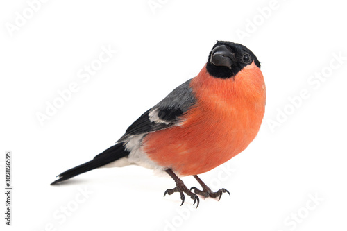 Eurasian Bullfinch, male, Pyrrhula pyrrhula isolated on white background