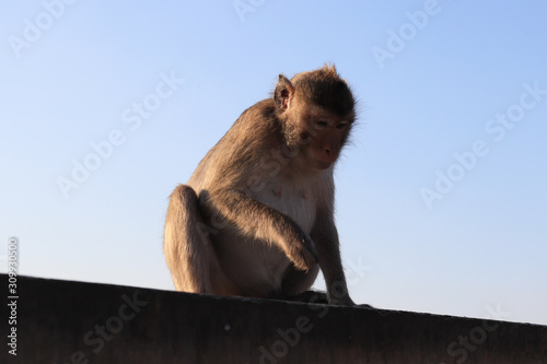  Sitting monkey