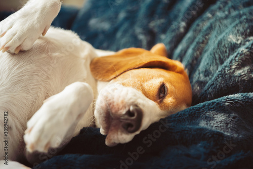 Beagle dog tired sleeps on a couch. Adorable dog background