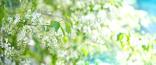 bird cherry flower blossoms. bird cherry blossom branch on abstract blurred background. Elegant delicate gentle romantic image, spring season. banner. copy space