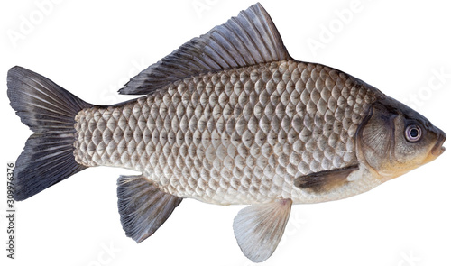 Freshwater fish isolated on white background closeup. The Prussian carp, silver Prussian carp or Gibel carp is a fish in the carp family Cyprinidae, type species: Carassius carassius.