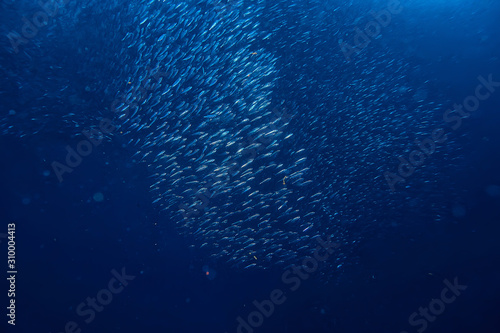 scad jamb under water / sea ecosystem, large school of fish on a blue background, abstract fish alive