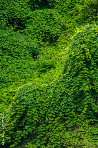 Kudzu, Summer, Blue Ridge Parkway