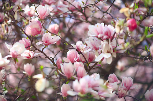 magnolia blossom spring garden / beautiful flowers, spring background pink flowers