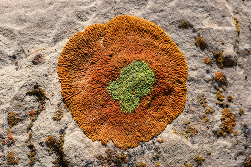 Crustose Lichen formed in a round shape in southern Utah desert